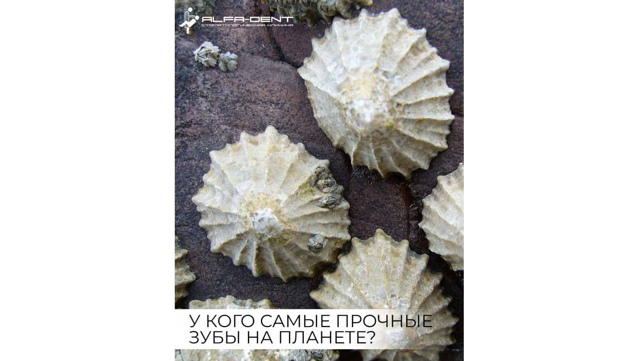 У кого самые крепкие зубы на планете?